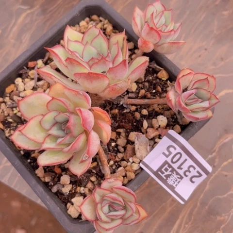 月光女神23105多肉植物