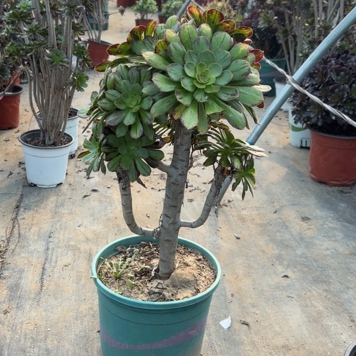 72V锦多肉多肉多肉多肉