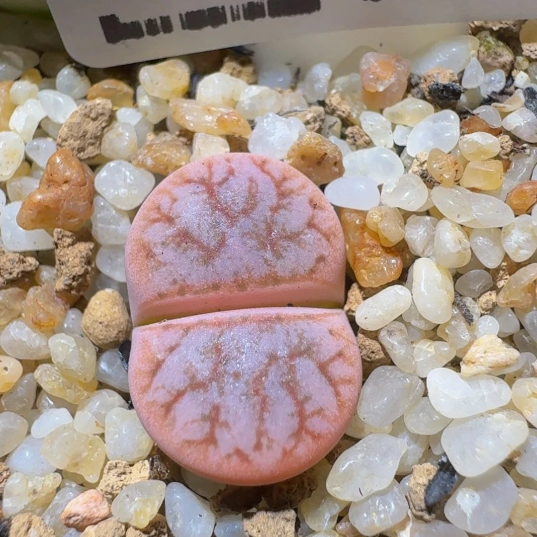 Zzzzzz精品生石花354锦