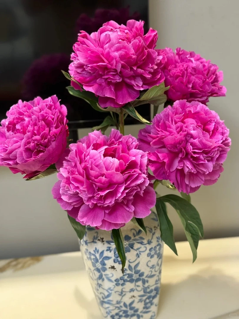 【源头优选】芍药-红富士-鲜花包邮 发货后不支持退款