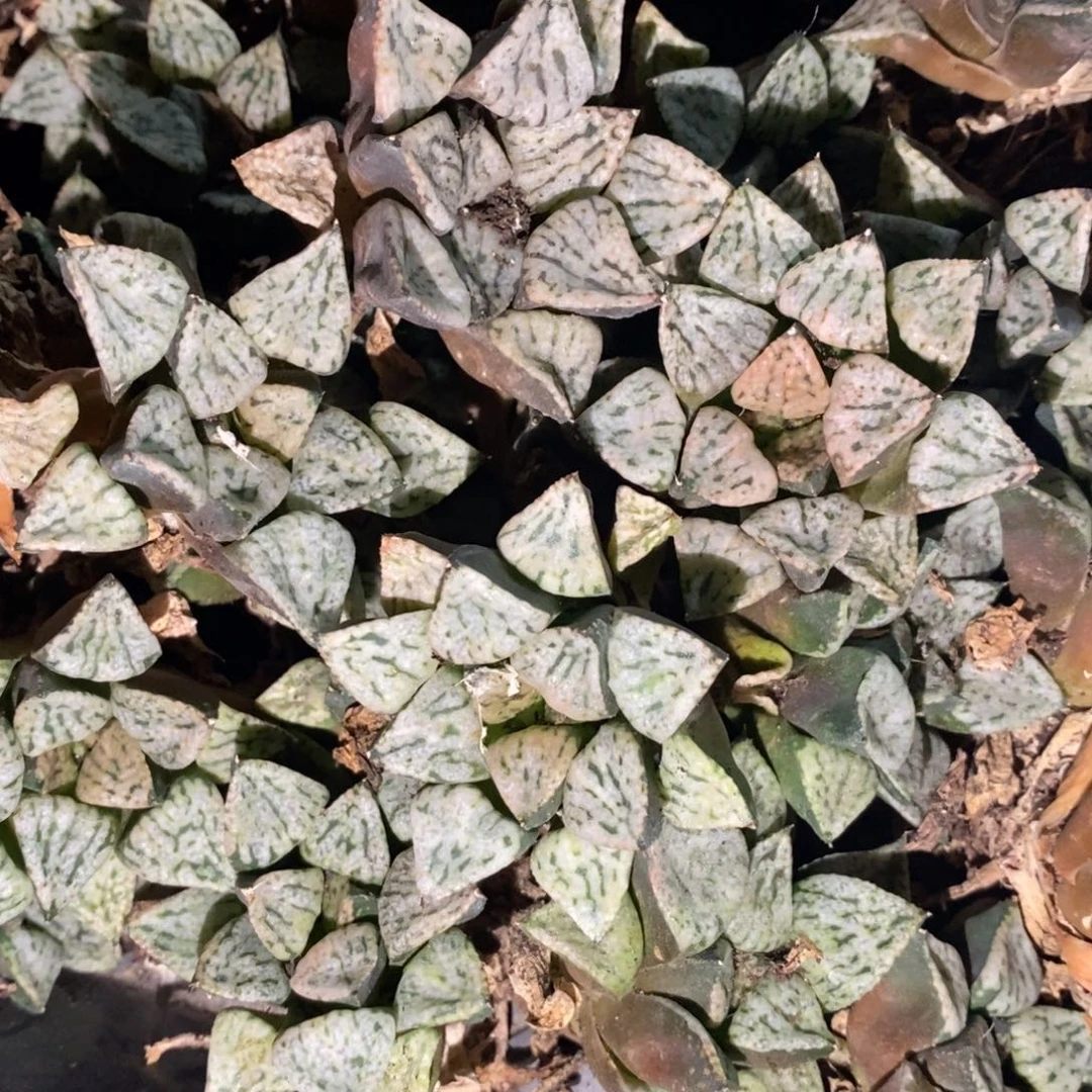 3016 一颗大潘多拉魔盒 挑大的发货