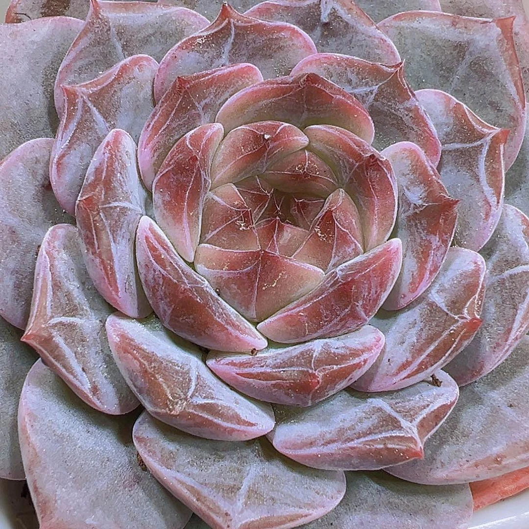 冰糖19包邮多肉植物