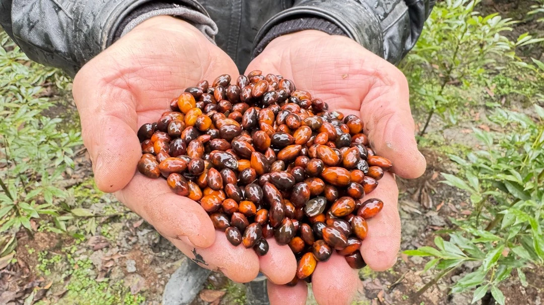 四川小叶桢楠金丝楠种子（保湿保存）