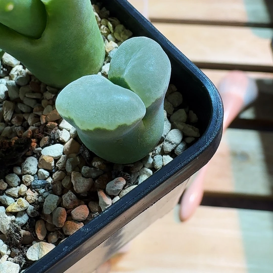 多肉植物好看风铃