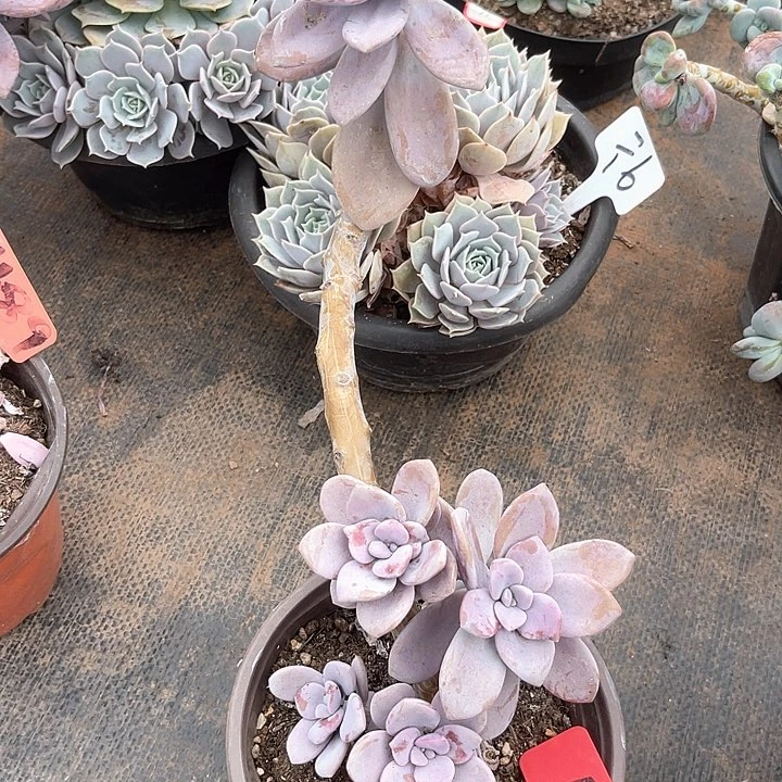 晨语多肉，一字最清楚桃霜50