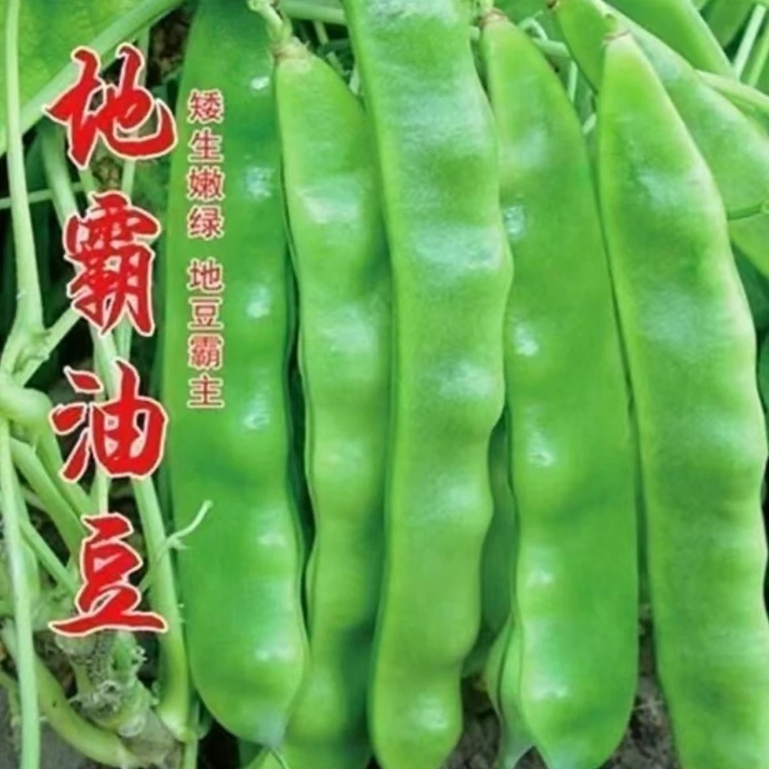 【地霸油豆角种子】四季种植盆栽地栽阳台小院种植