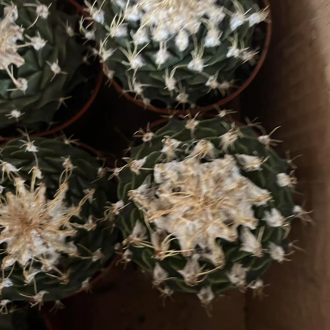 帝冠  仙人球夏型种绿植盆栽桌面阳台办公室摆件