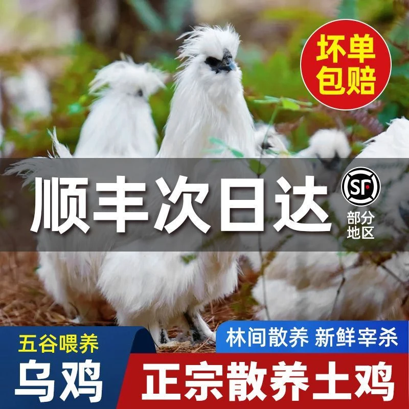 正宗白羽乌鸡新鲜现杀散养乌骨鸡走地鸡土鸡整只鸡肉孕妇滋补煲汤