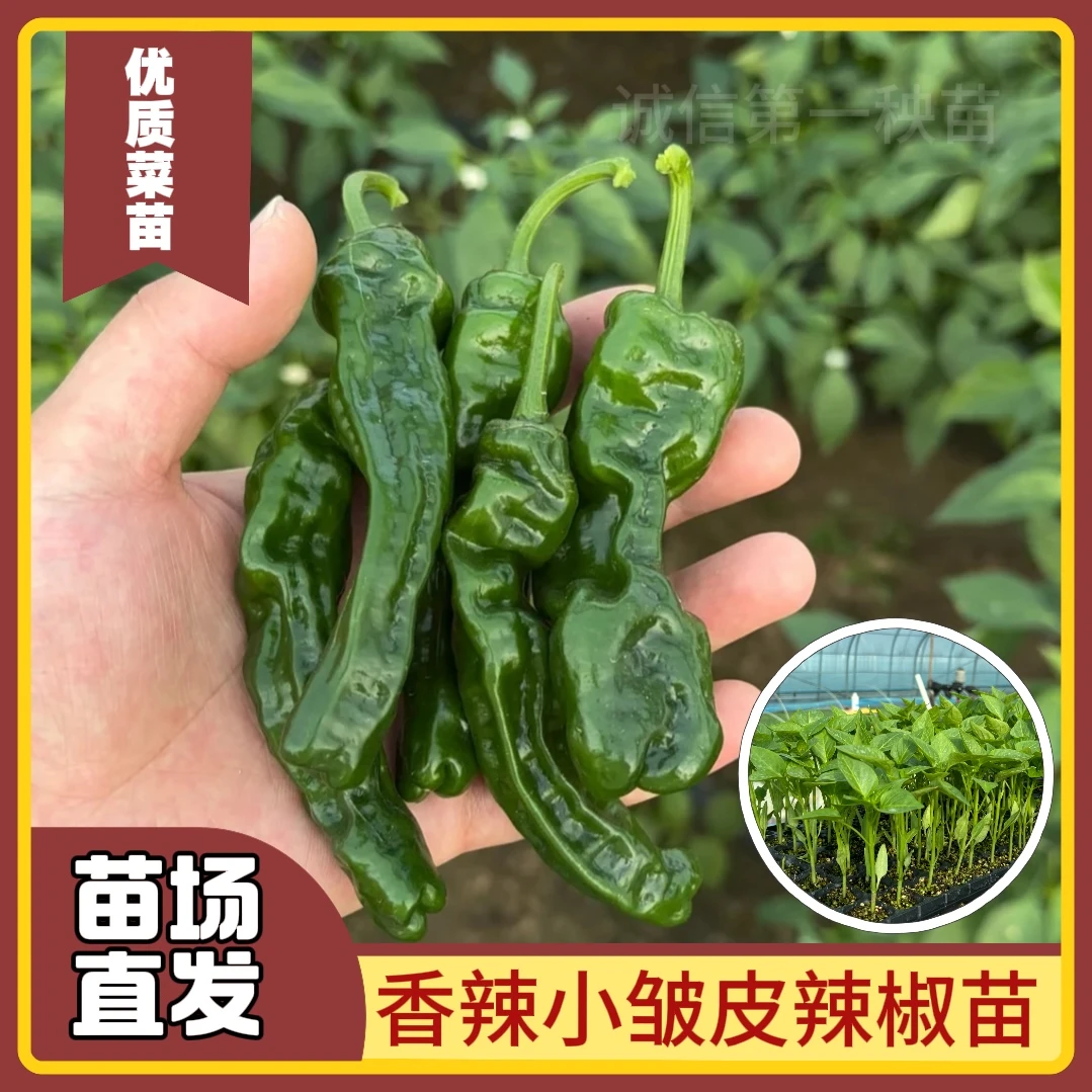正宗特辣小皱皮辣椒苗带土辣椒秧苗薄皮春季菜种子大全春种蔬菜苗