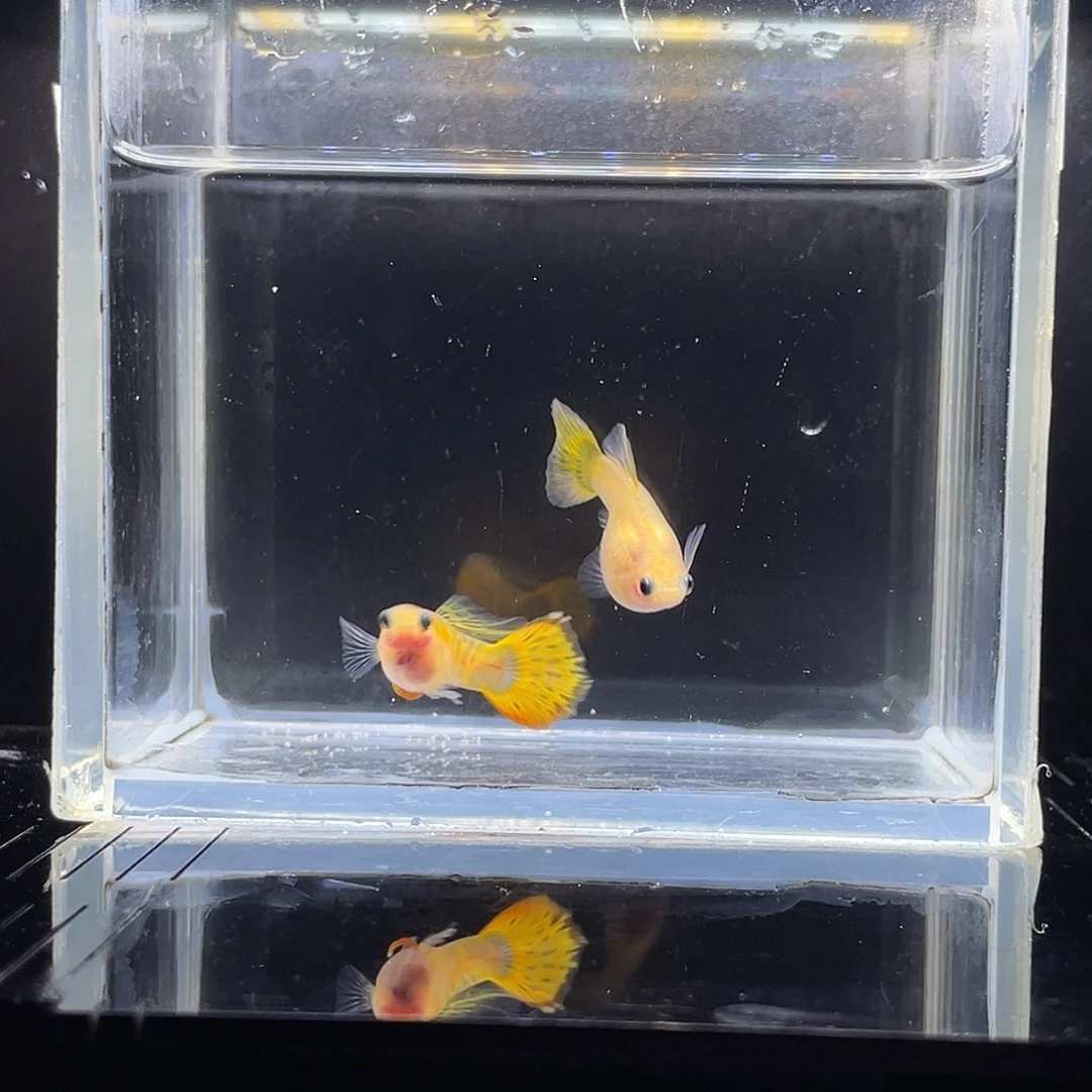 热带海域公3卡曼橘黄化琉璃一对