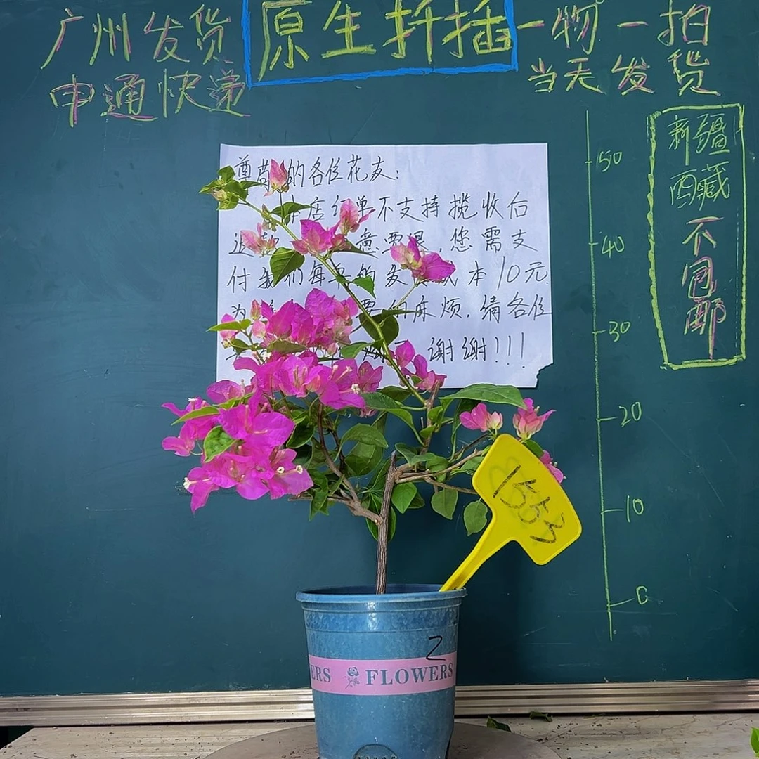 当前无花栽培后可以开花漳红樱 1553