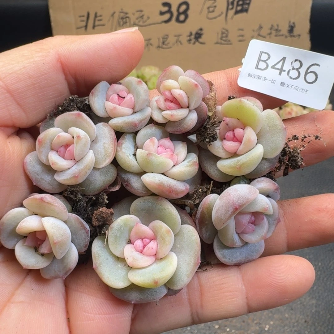 一物一拍一物一拍1102-486