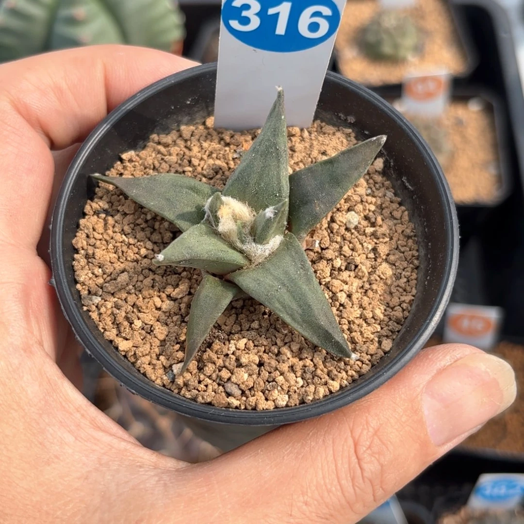 319实生龙牙牡丹带盆带土