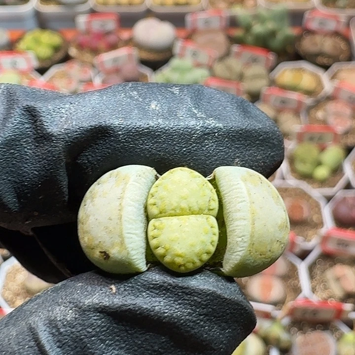 生石花333:：。  102