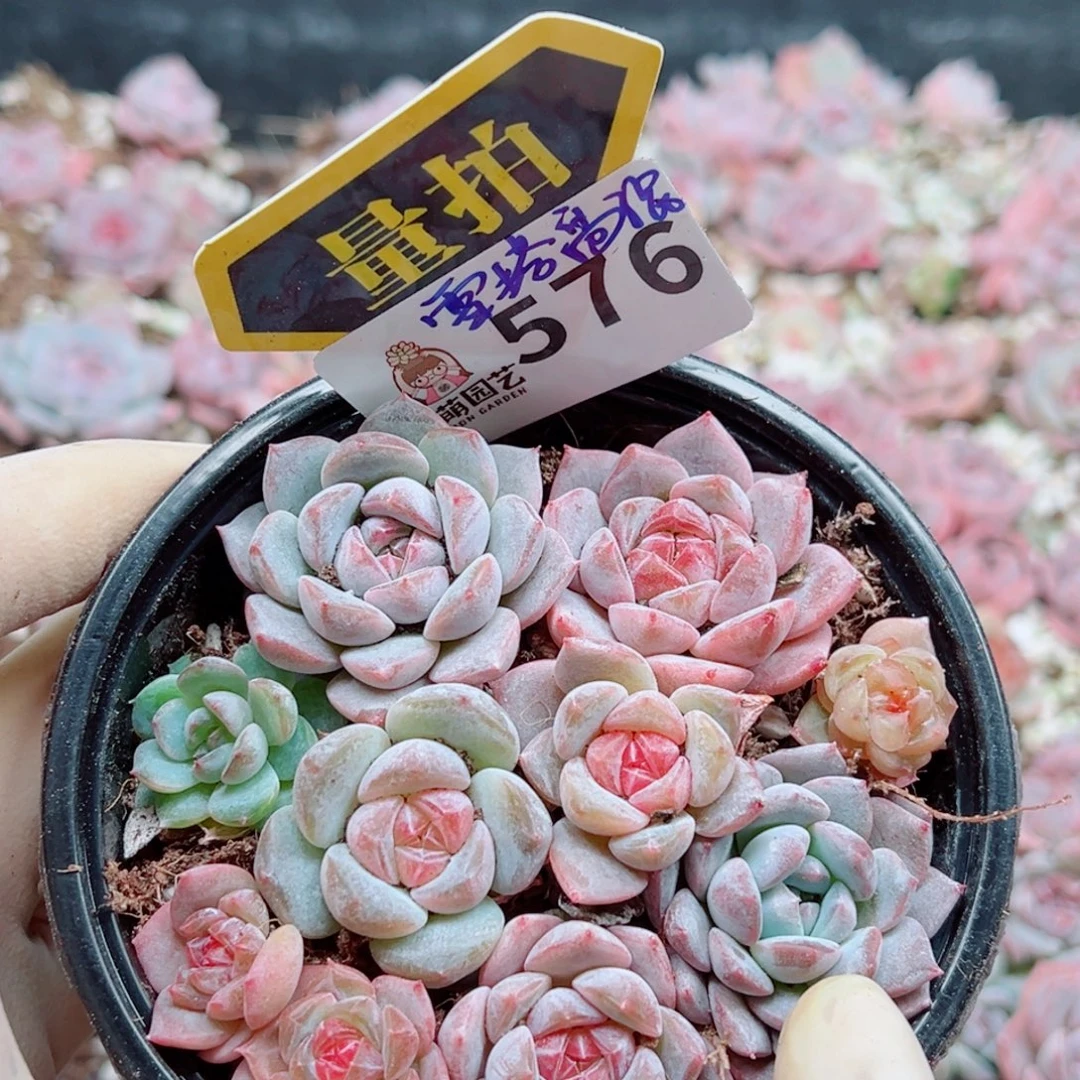 多肉植物多肉植物