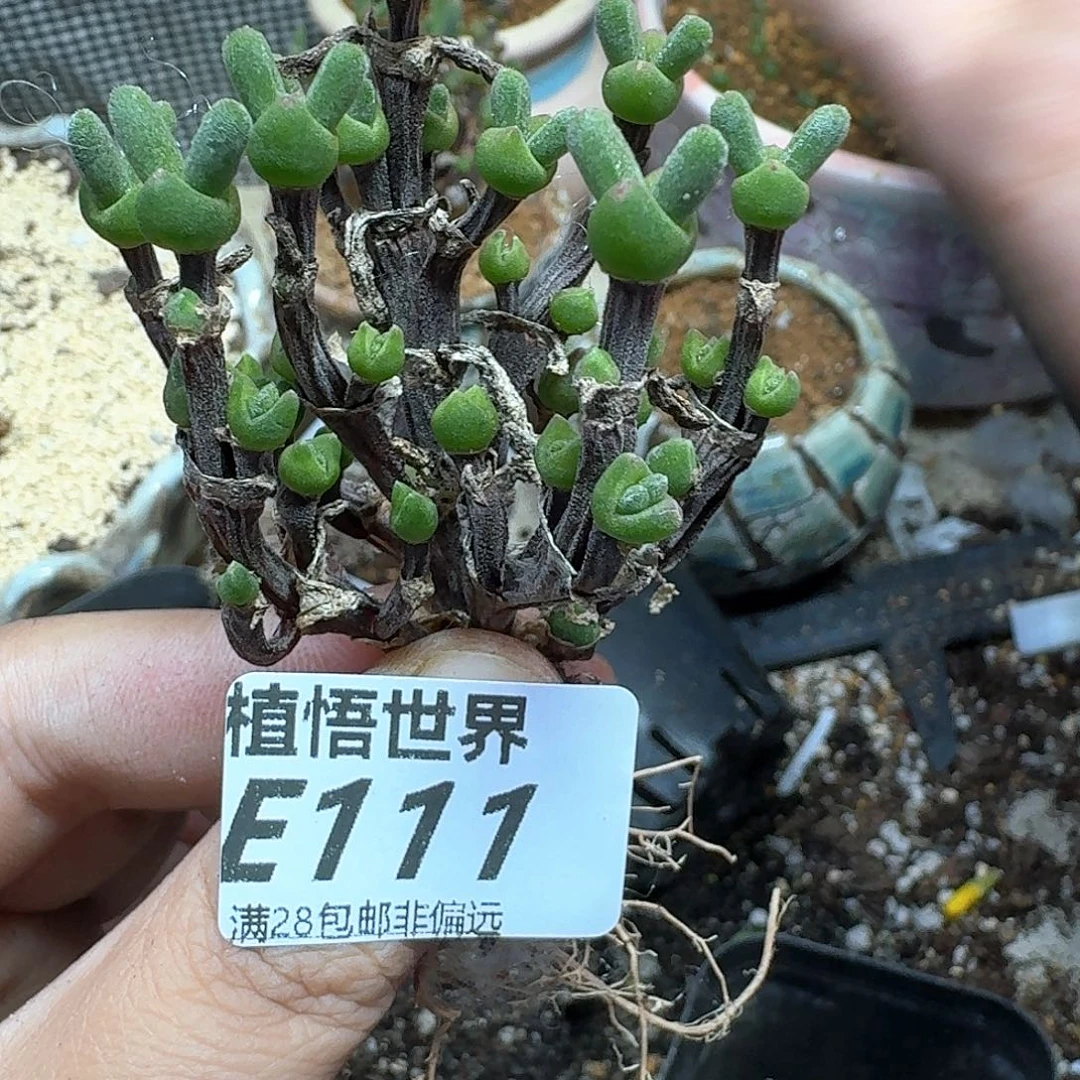 的W的人生的润泽fhjj