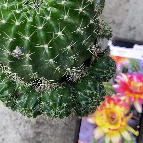 火凤凰丽花，2589000