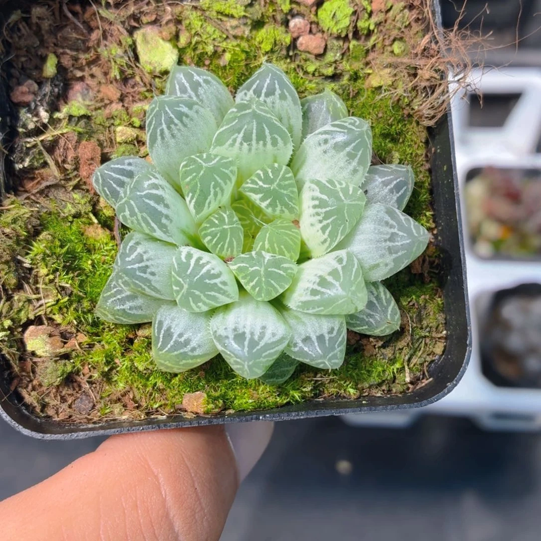 白斑玉露多肉9.9包邮发货