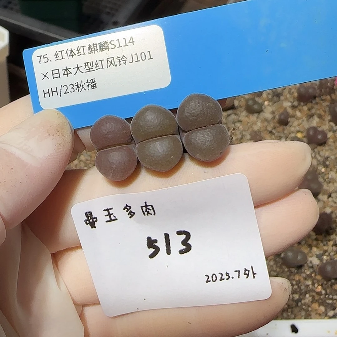 丁***加多肉多肉多肉7-513