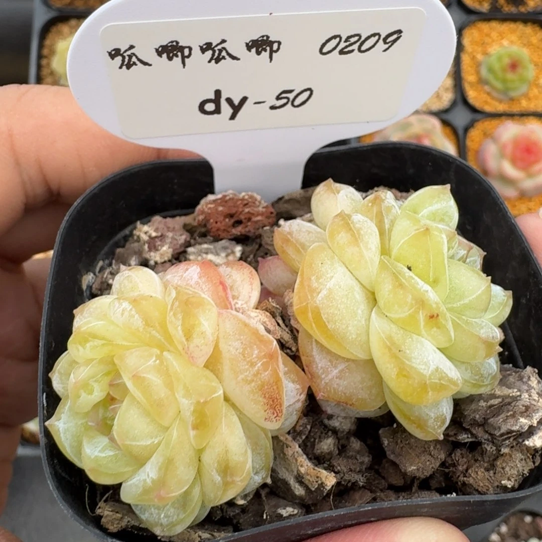 红陶鬼****骜0209-050-粉钻