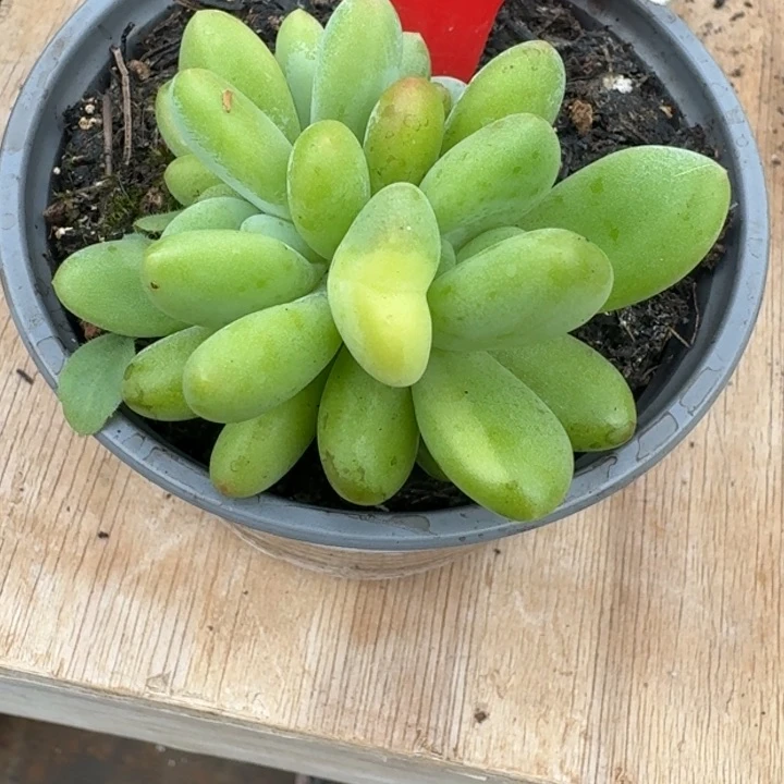 X系列锦205多肉植物