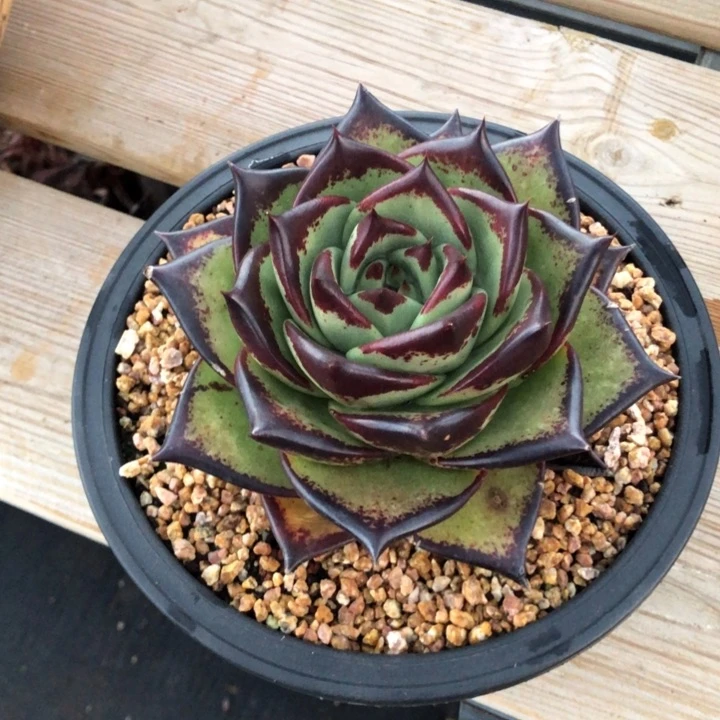 墨二圆宽000000000031