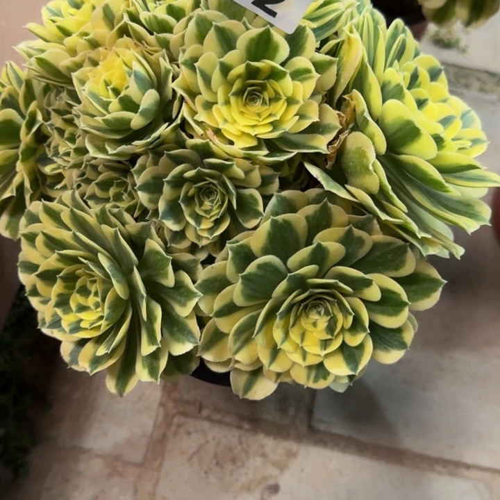 女***弱迈巴赫丛林292肉肉