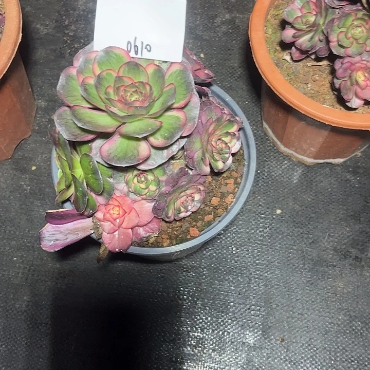 魅锦多肉植物保护专业0610