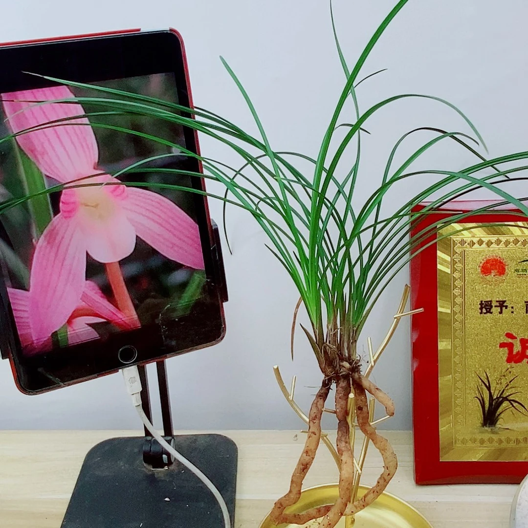 当前无花栽培后可以开花