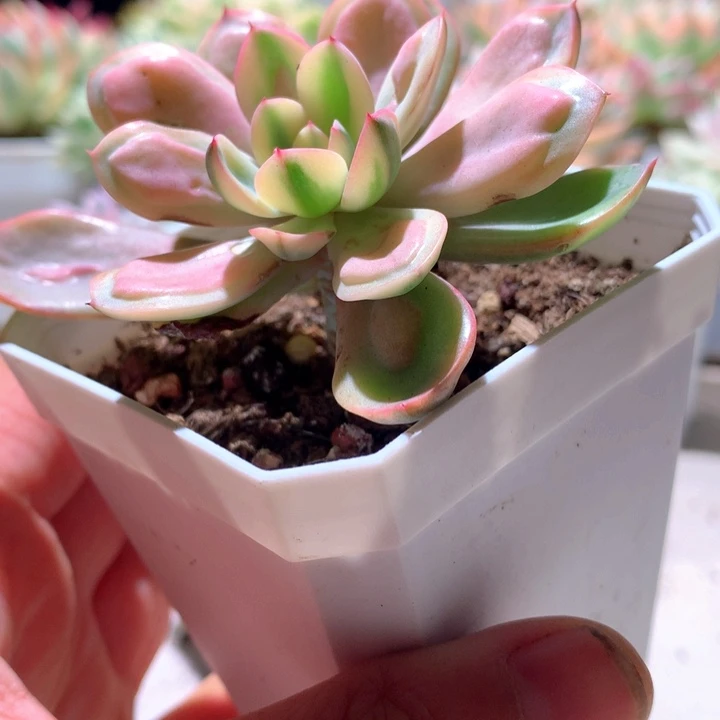 雨滴白覆轮锦有根