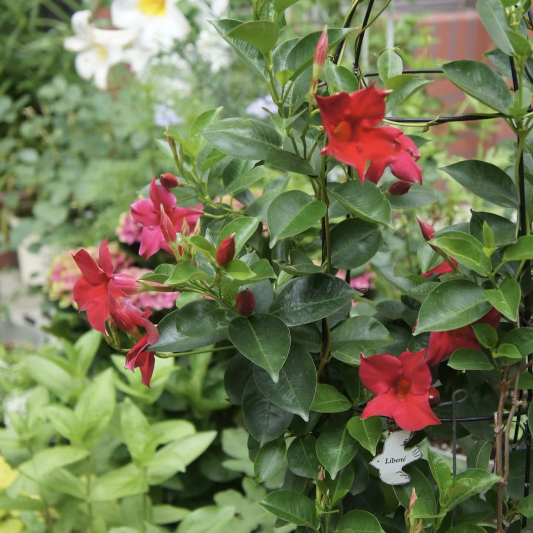 双喜藤盆栽爬藤花卉阳台庭院植物耐热耐晒好养多年生草本植物包邮