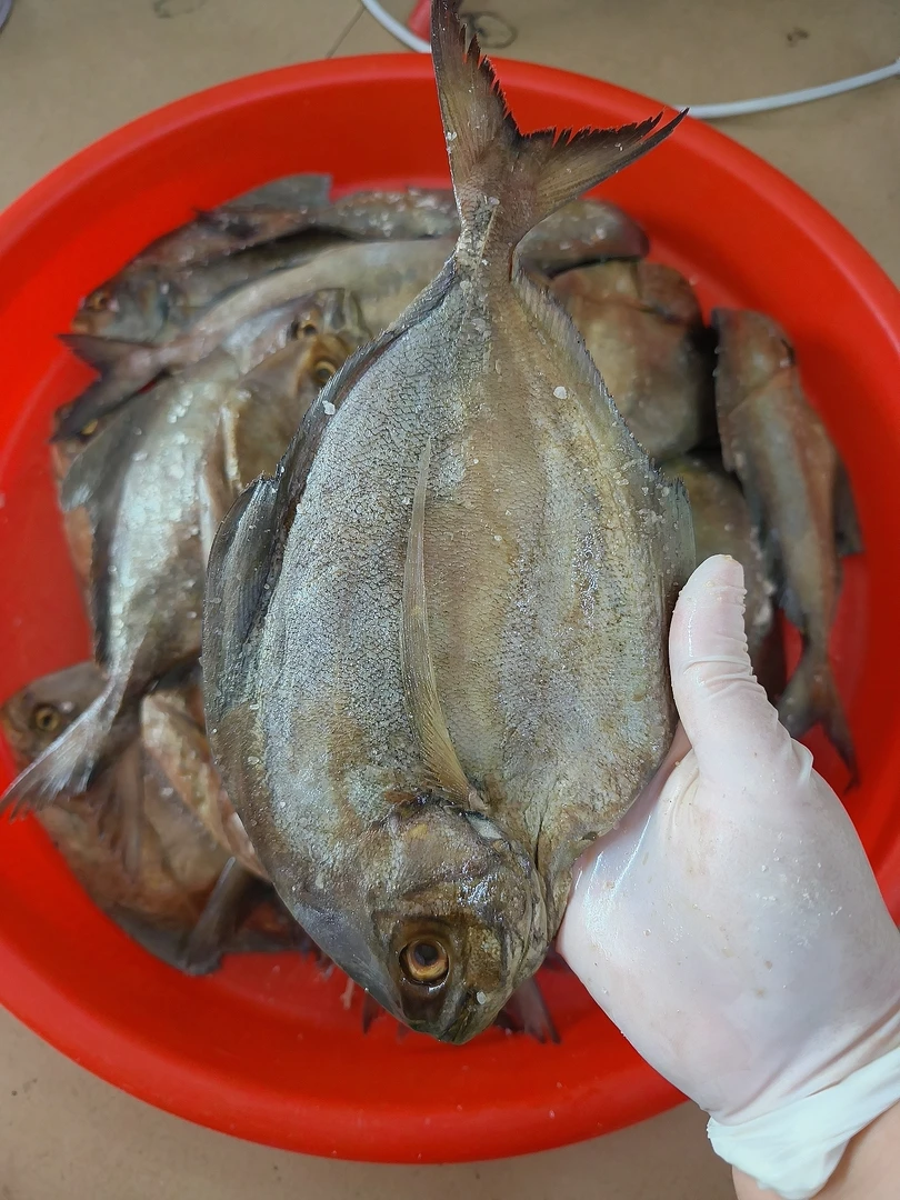 梅香咸乌鲳鱼 广东汕尾老渔民腌制  够梅香入味  下饭尚