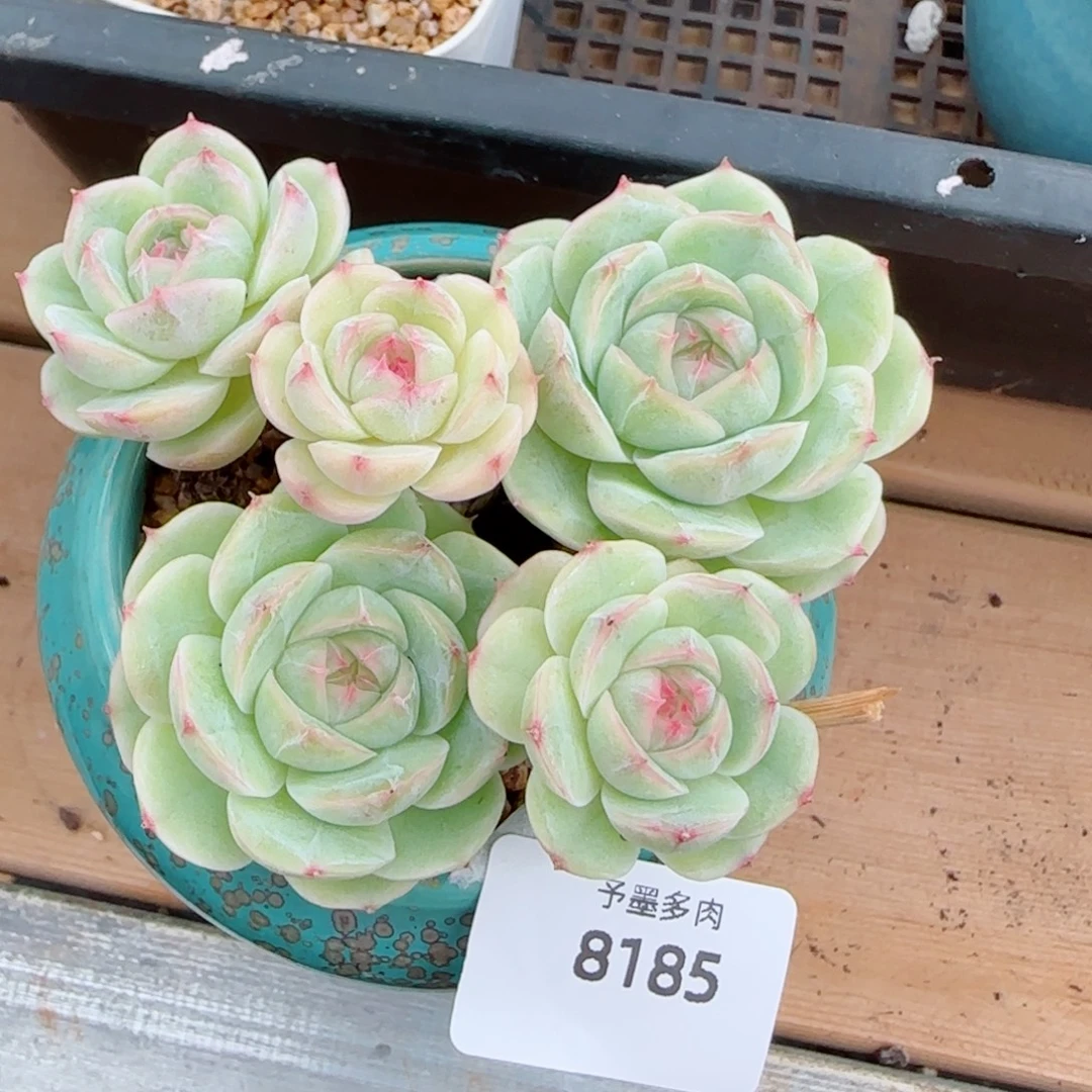 白芷珍妮，8185多肉植物