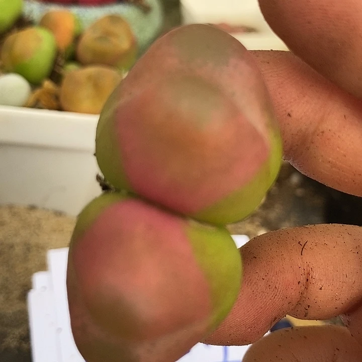 17517巨大一颗         糖