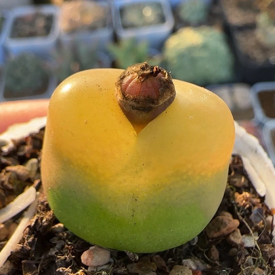 毛毛2.3厘米多肉植物百科