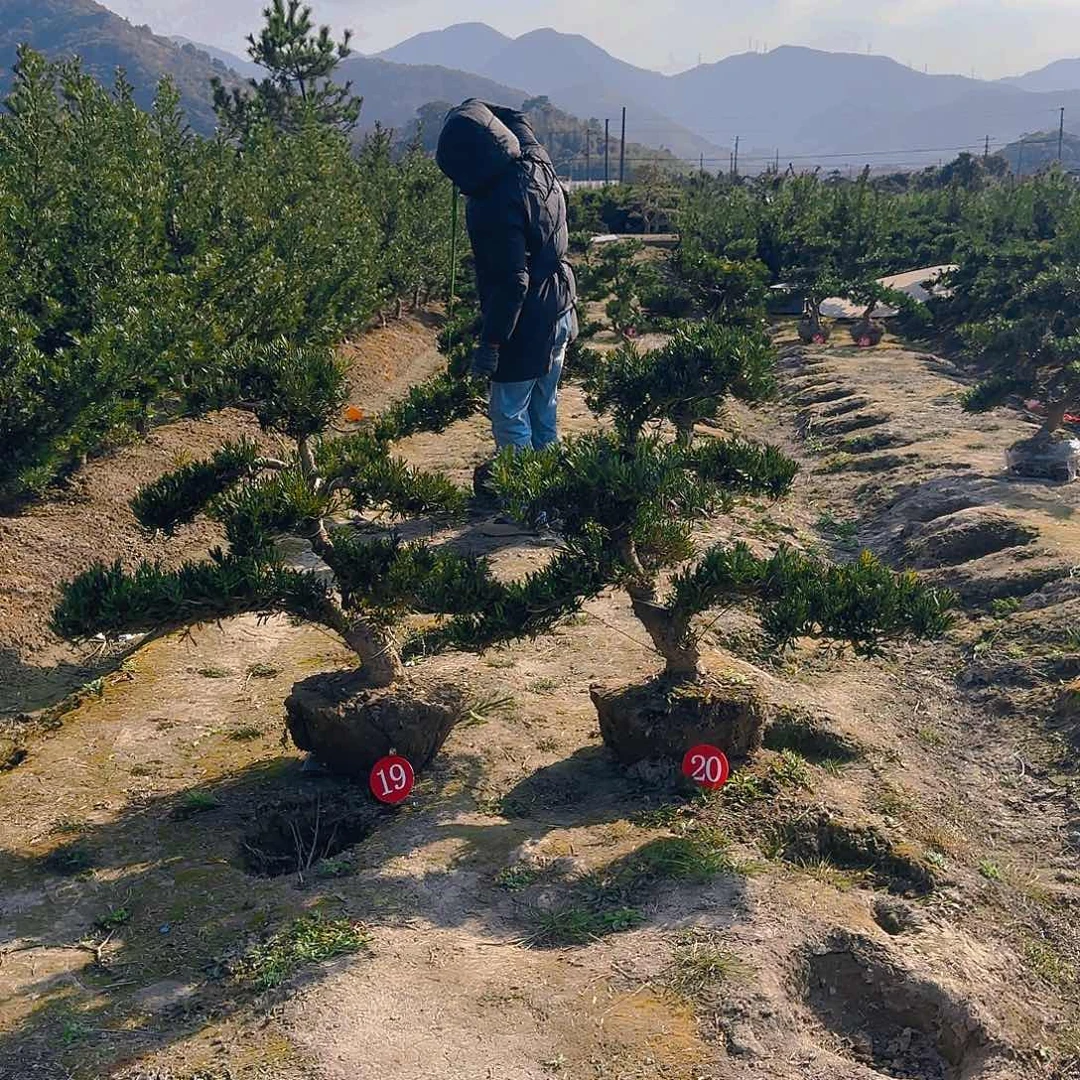 罗汉松觉*罗汉松盆景