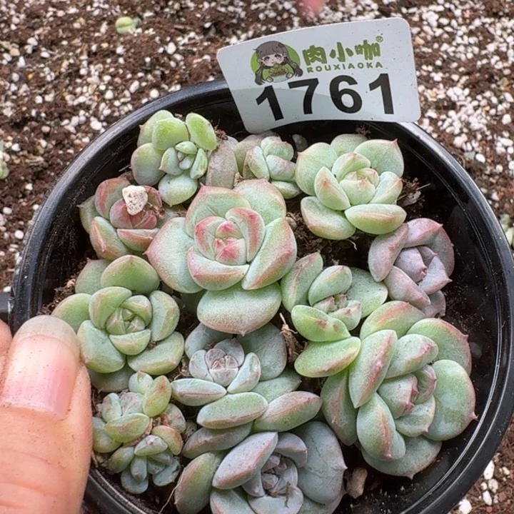 无花朵多肉植物多肉植物