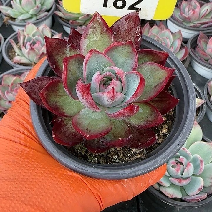 182 惊鸿仙子多肉植物6-9cm