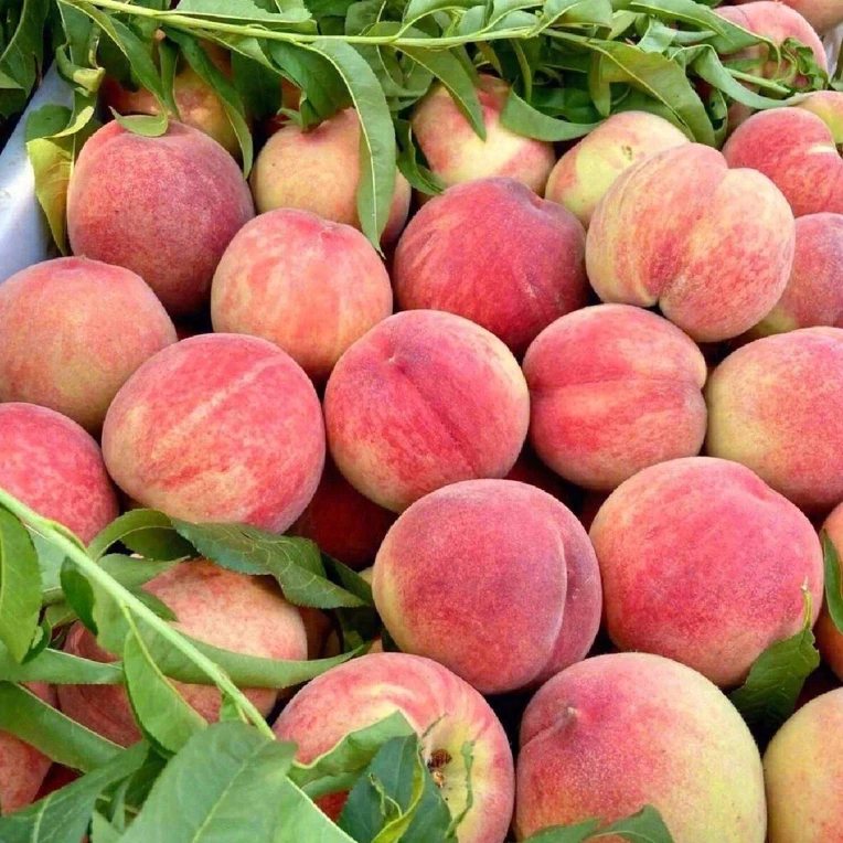 【小时达】毛桃2斤左右上海市