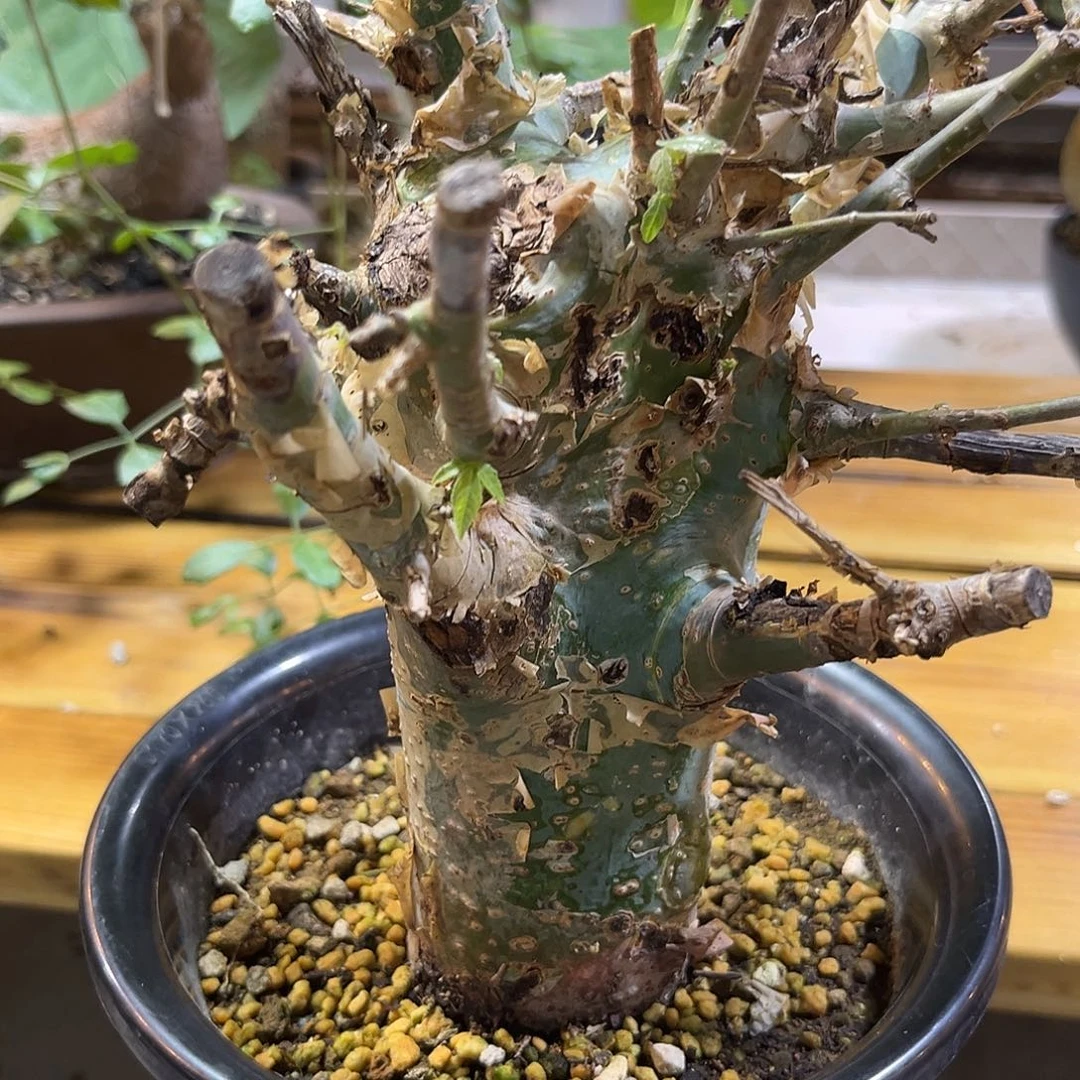 汤圆植物蓝白皮橄榄