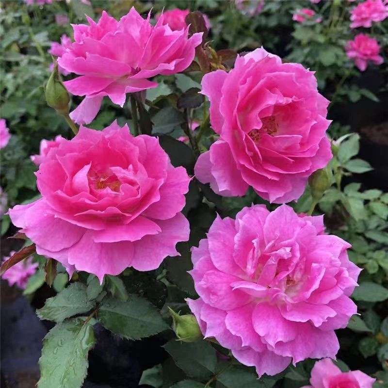 棒棒糖月季特大花浓香四季开花庭院阳台（偏冠  瑕疵苗   不售后）