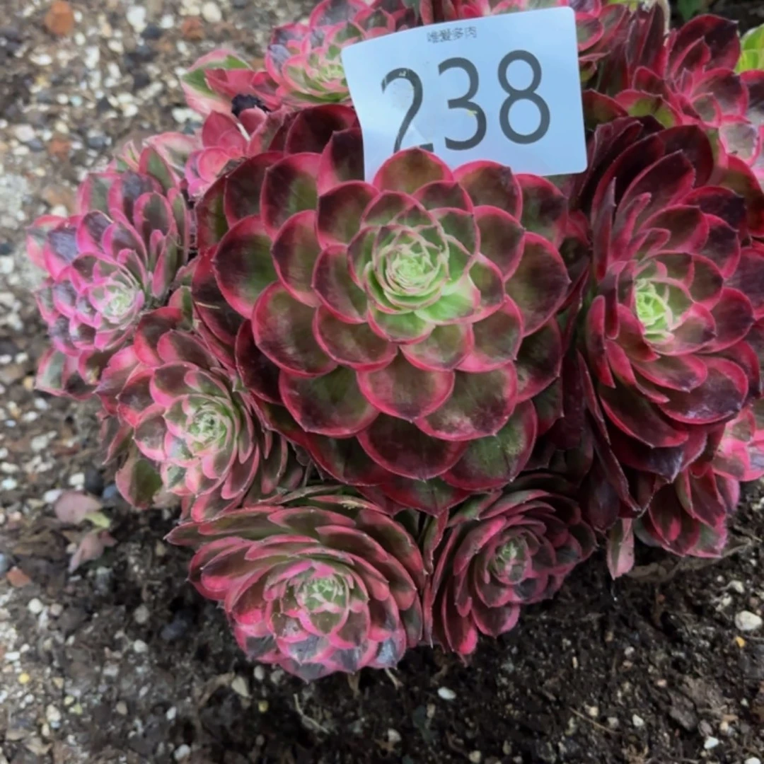 哈哈多肉葡萄福利238