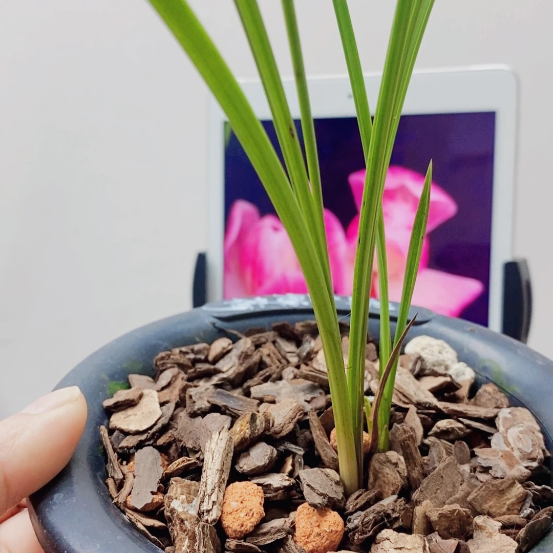 蜂***果当前无花栽培后可以开花