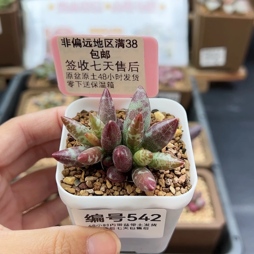 H*H542梅花鹿多肉植物