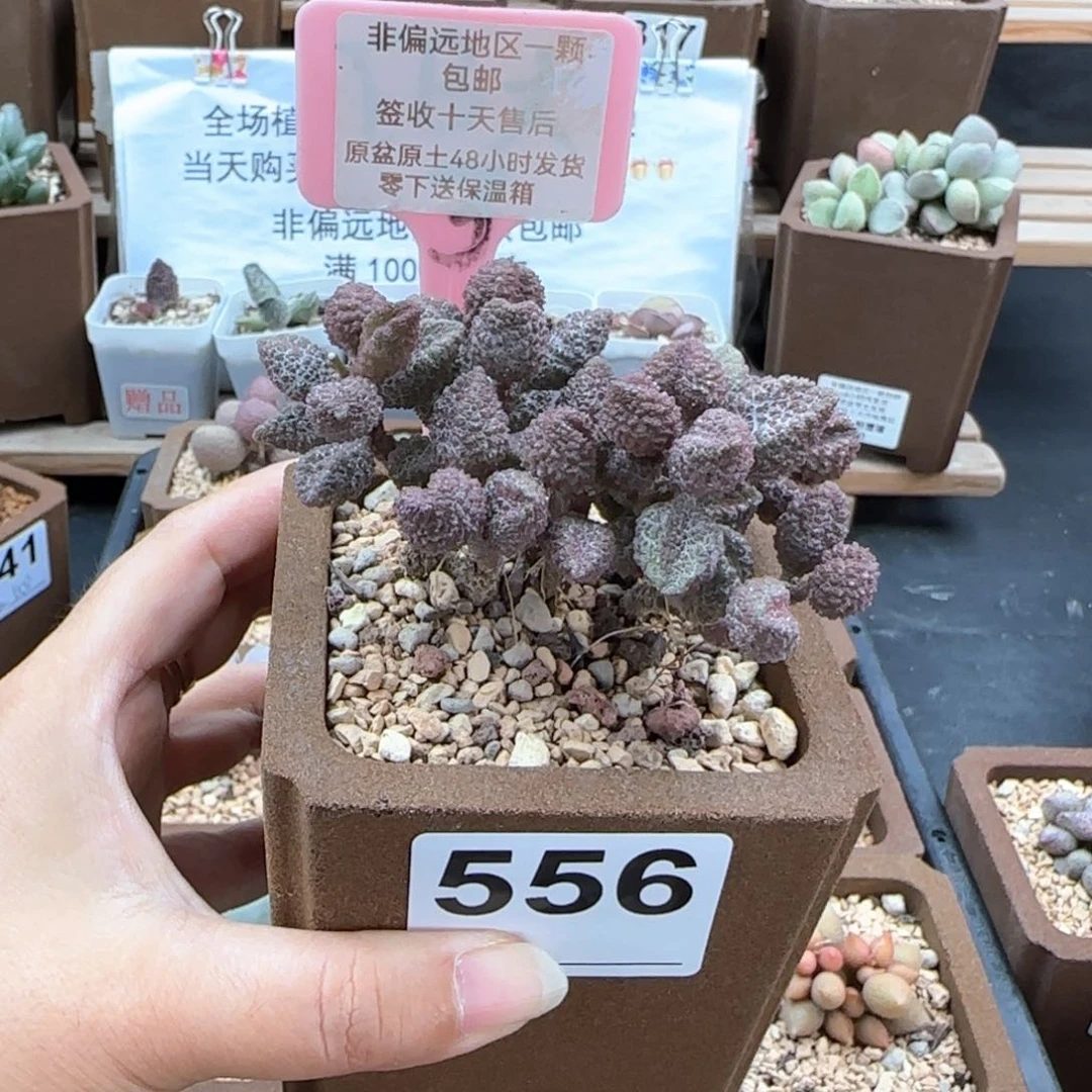 556荔枝皮多肉植物