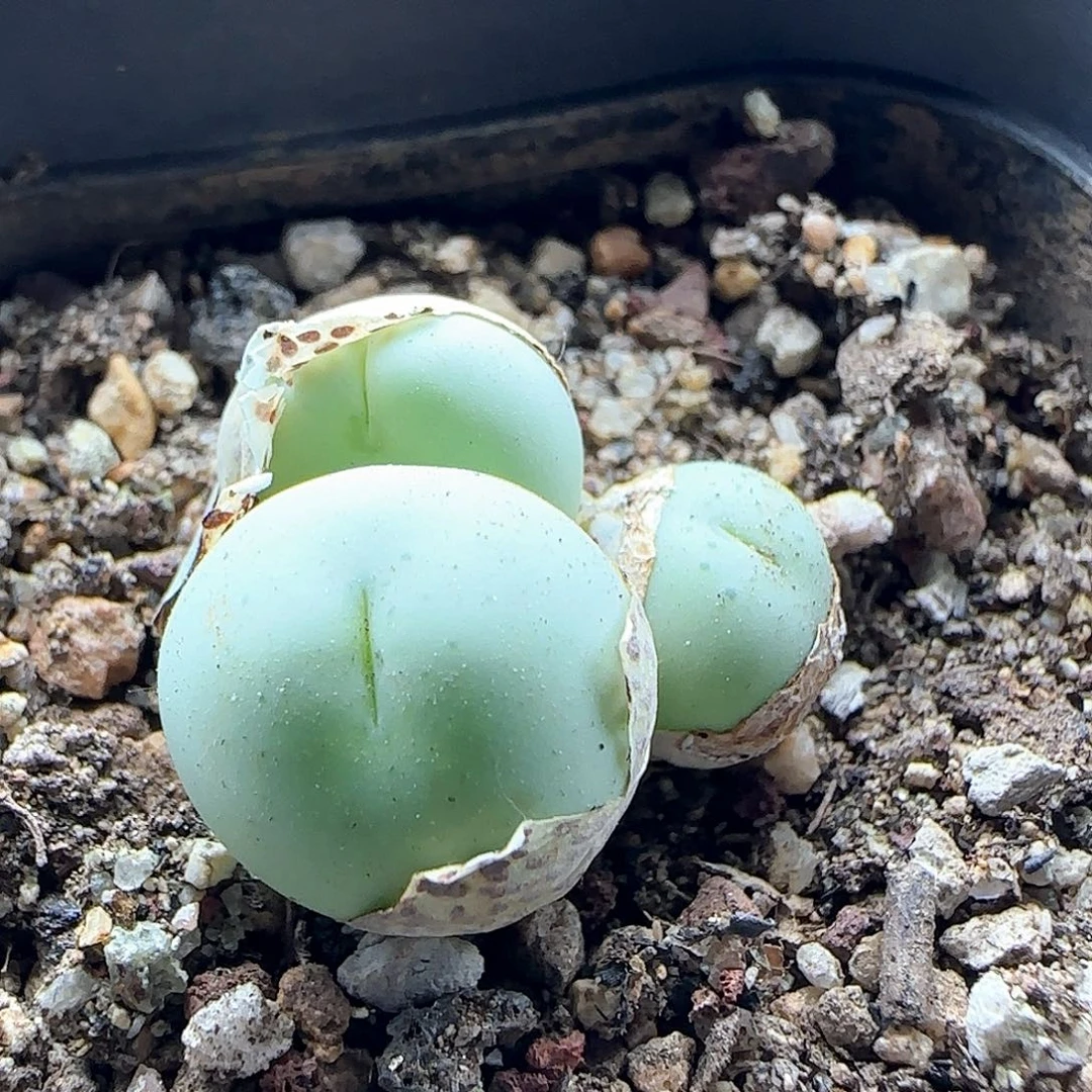 ****朵各位小主下午吉祥45076