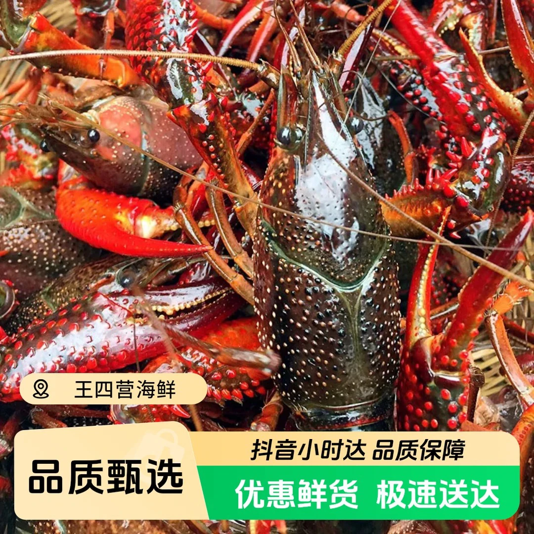 【北京同城小时达】鲜活小龙虾大号6-8钱（约13-16只一斤）