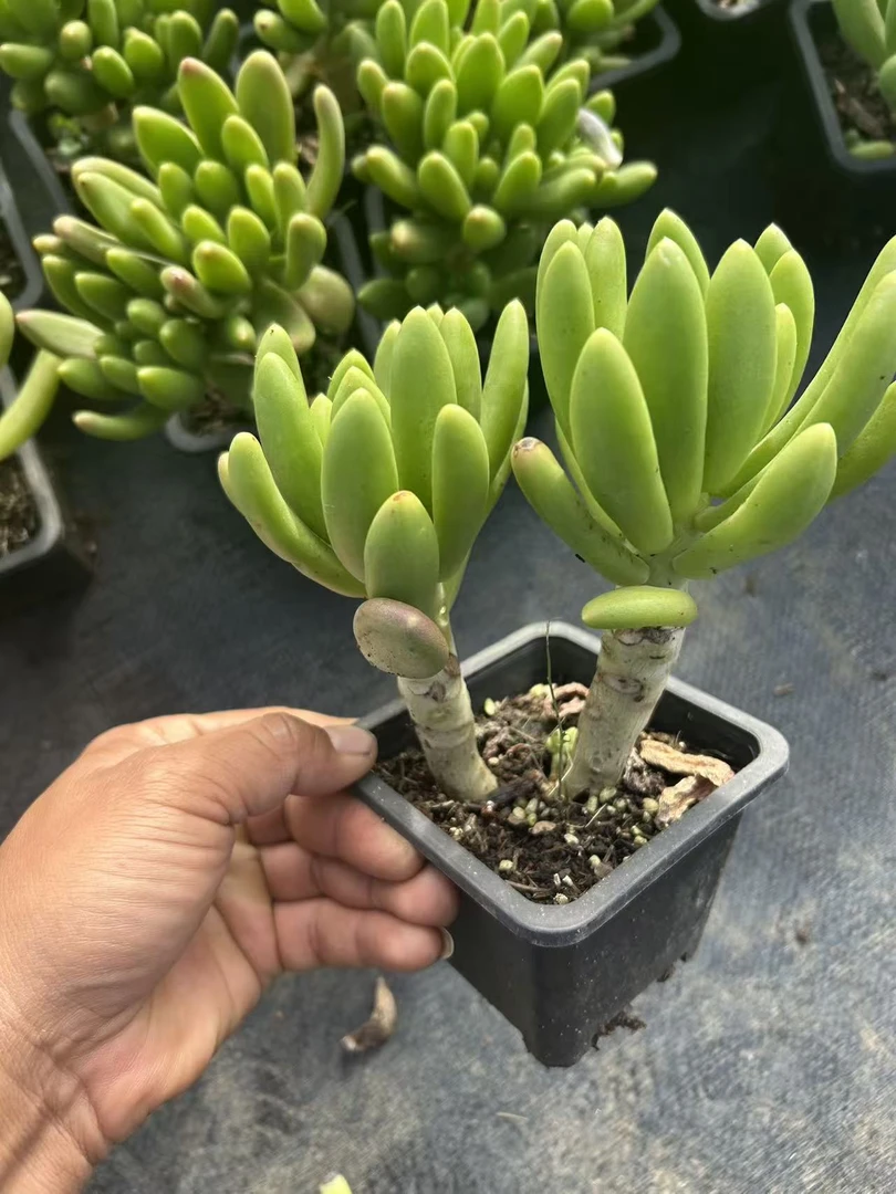 新手好养的金蝉美人多肉植物耐热耐寒易度夏好过冬