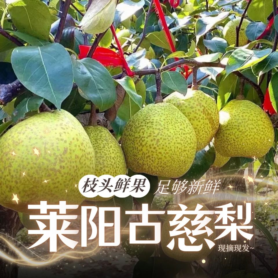 【莱阳梨-慈梨】5斤装300多年老树梨、自然熟 脆甜多汁新鲜应季水果