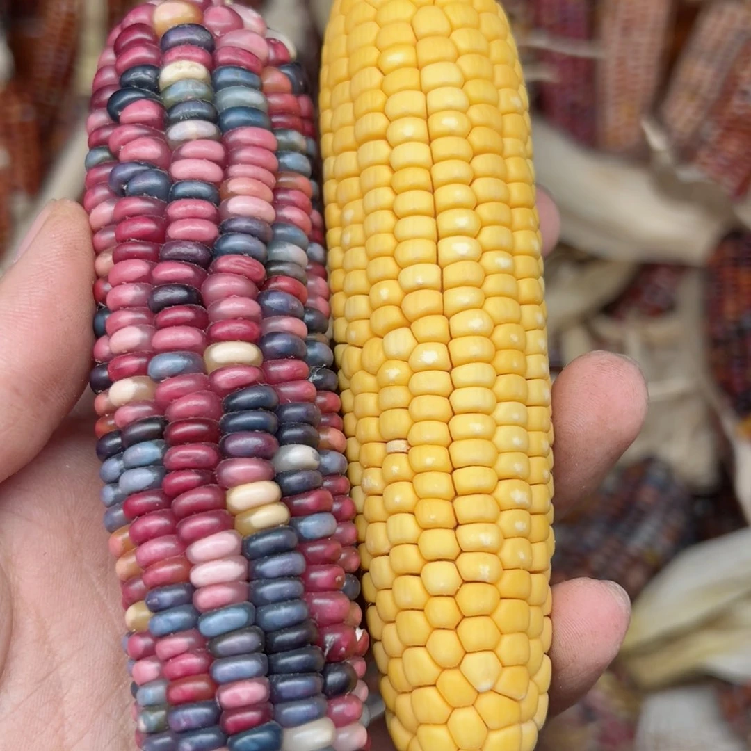 辞**D文玩玉米毛料精品